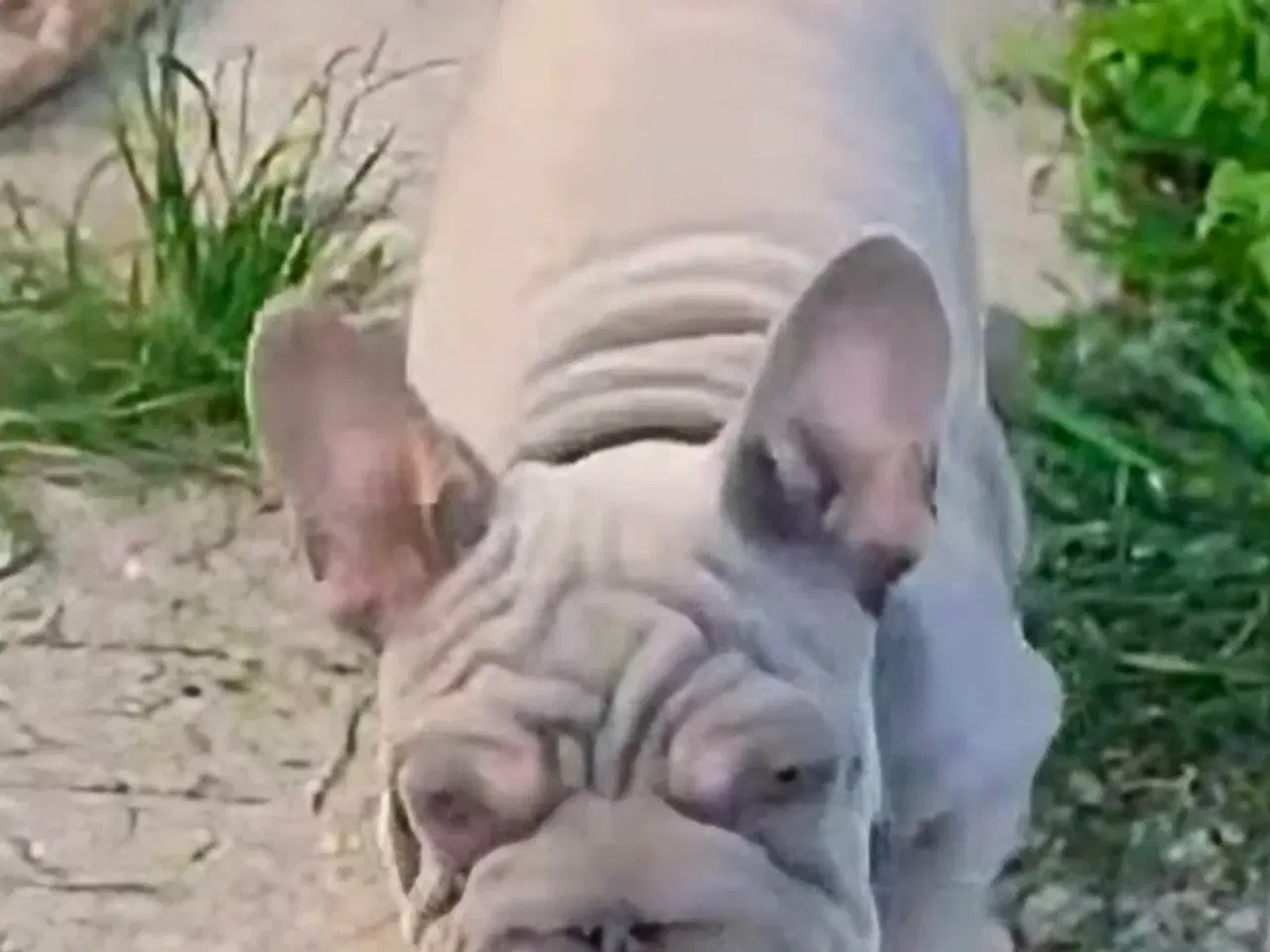 Billede 9 - Fransk Velvet bulldog dreng.