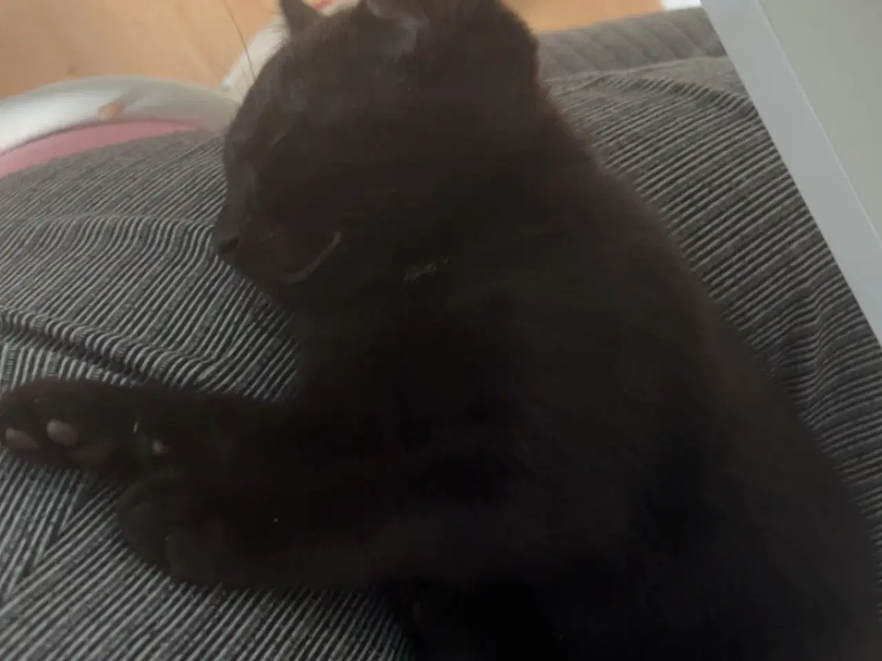Billede 9 - Jeg skal sælge min kat da jeg ikk kan ha den mere