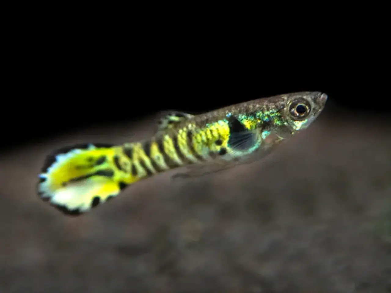 Billede 3 - Renstammede Tiger Endler Guppy