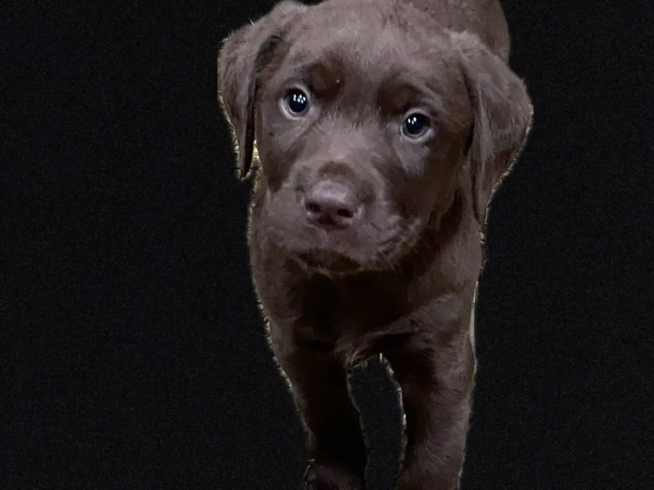 Billede 2 - Lækre hvalpe sælges