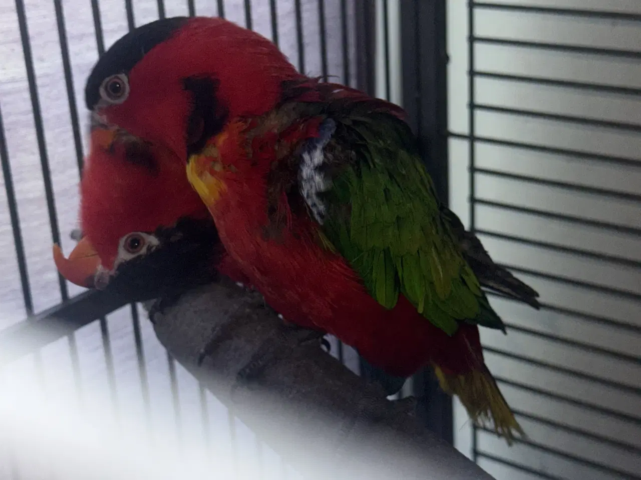 Billede 3 - mange lorier med grønne skuldre og sorte hoveder