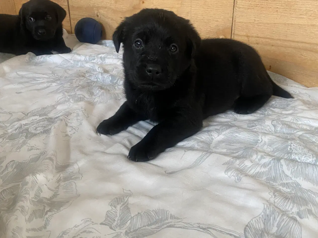 Billede 6 - De dejligste labrador/Golden Retriever hvalpe