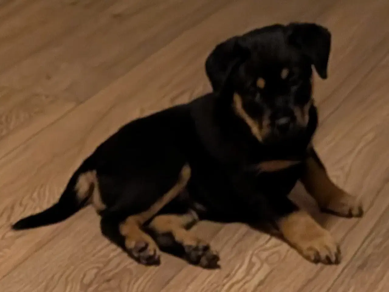 Billede 1 - Labweiler tæve