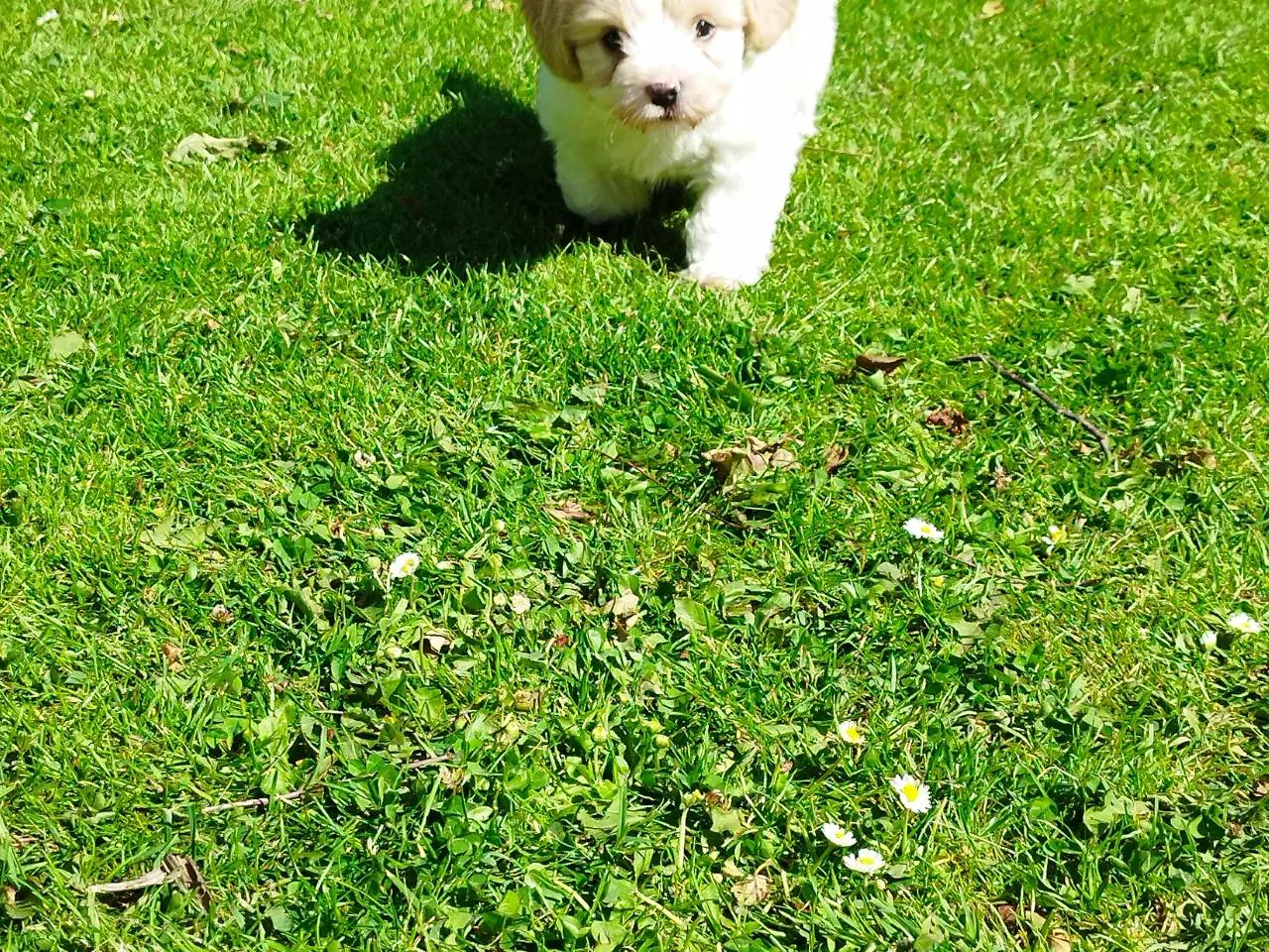 Billede 3 - cavalier/coton de tulear Han
