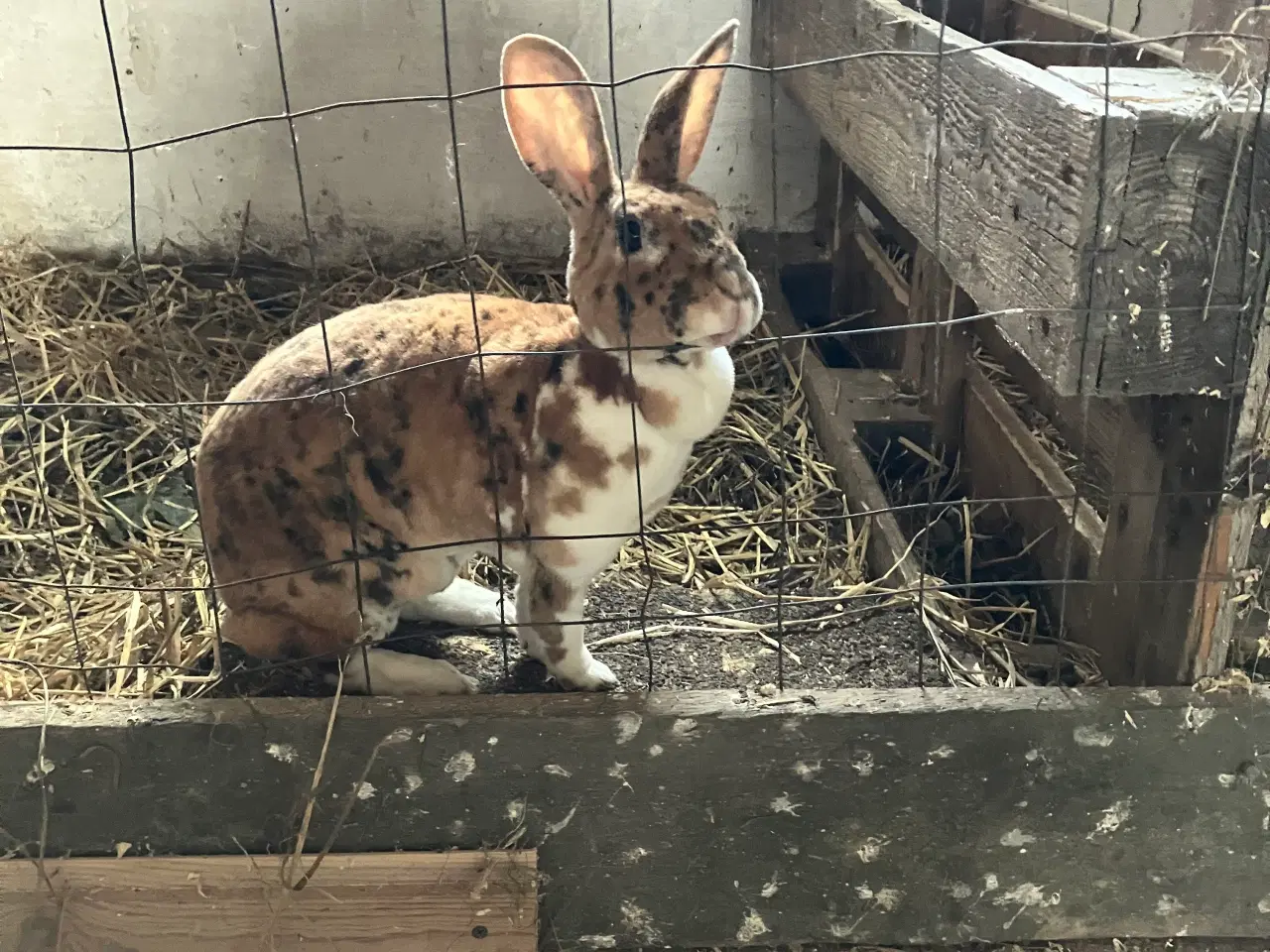 Billede 1 - Rex hunkanin