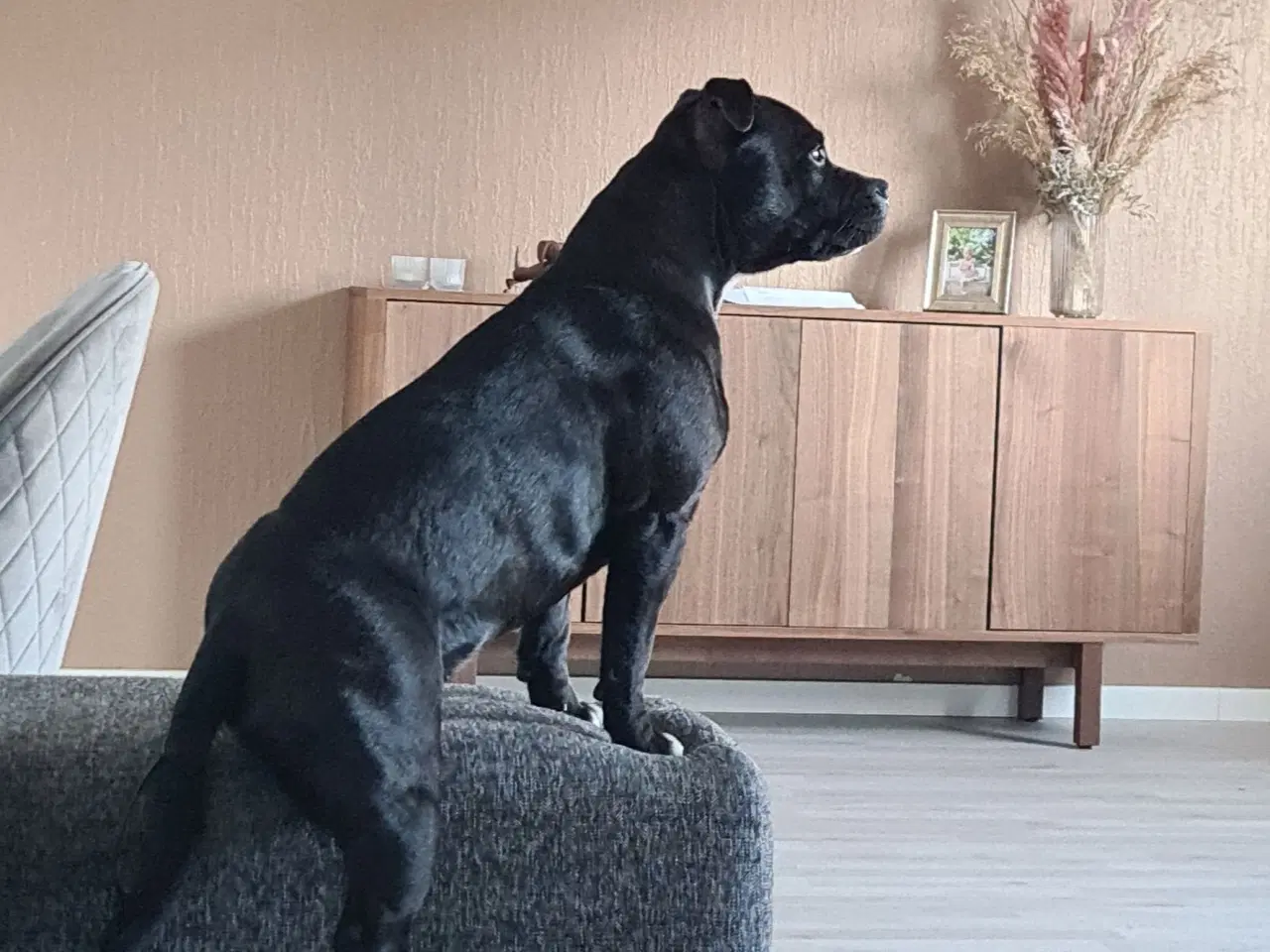 Billede 4 - Staffordshire bullterrier hvalpe