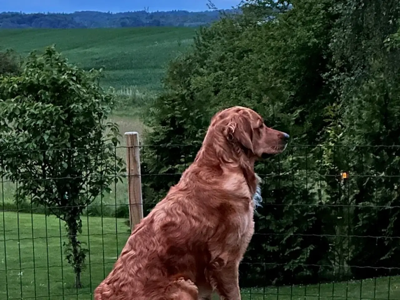 Billede 3 - Golden retriever hvalpe