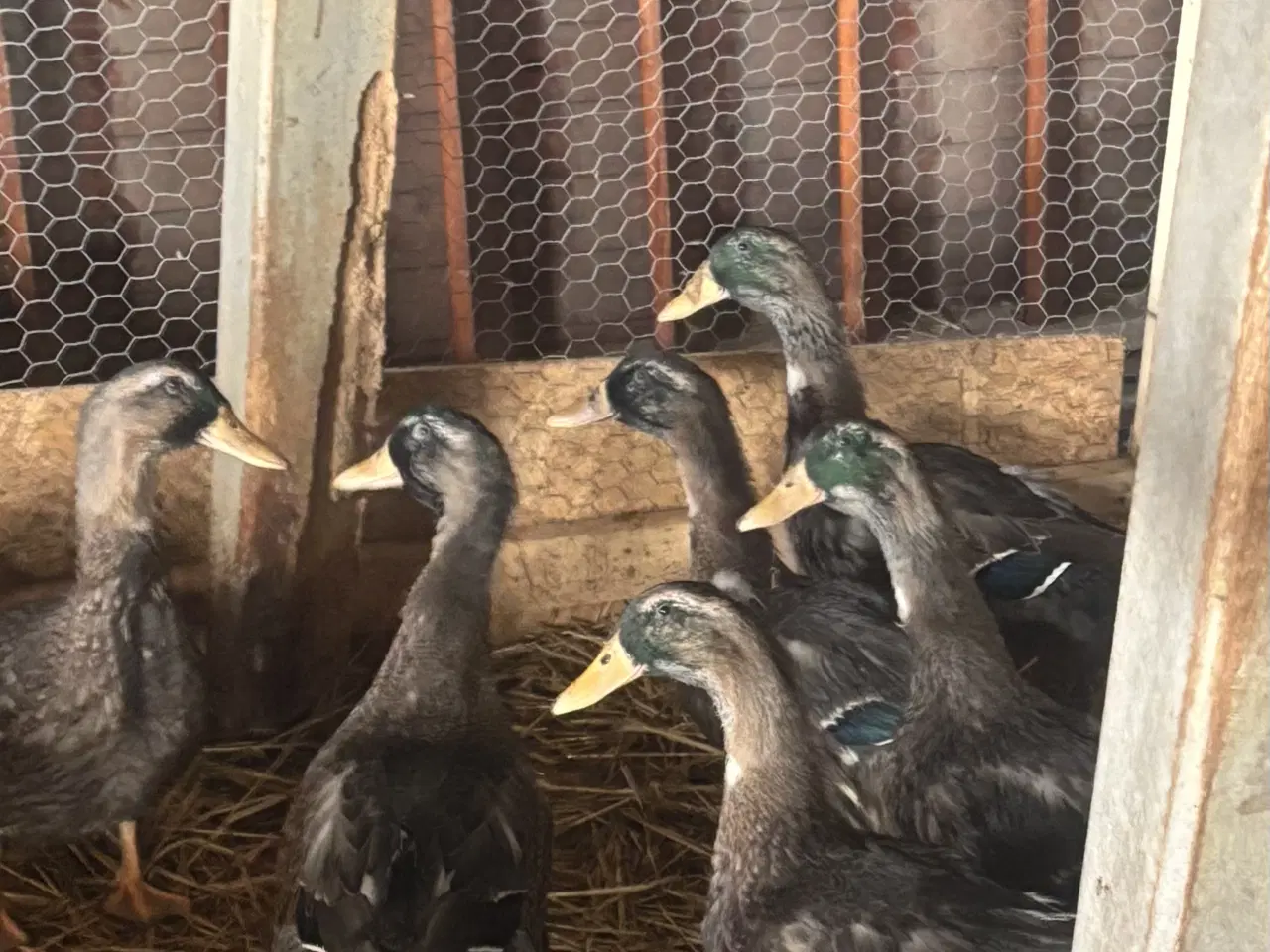 Billede 1 - Vildtfarvet landænder