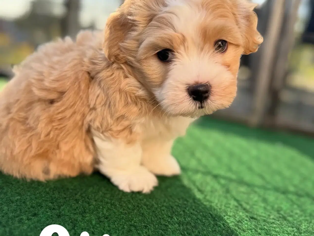 Billede 1 - Coton de tulear/shih tzu hunde hvalpe 
