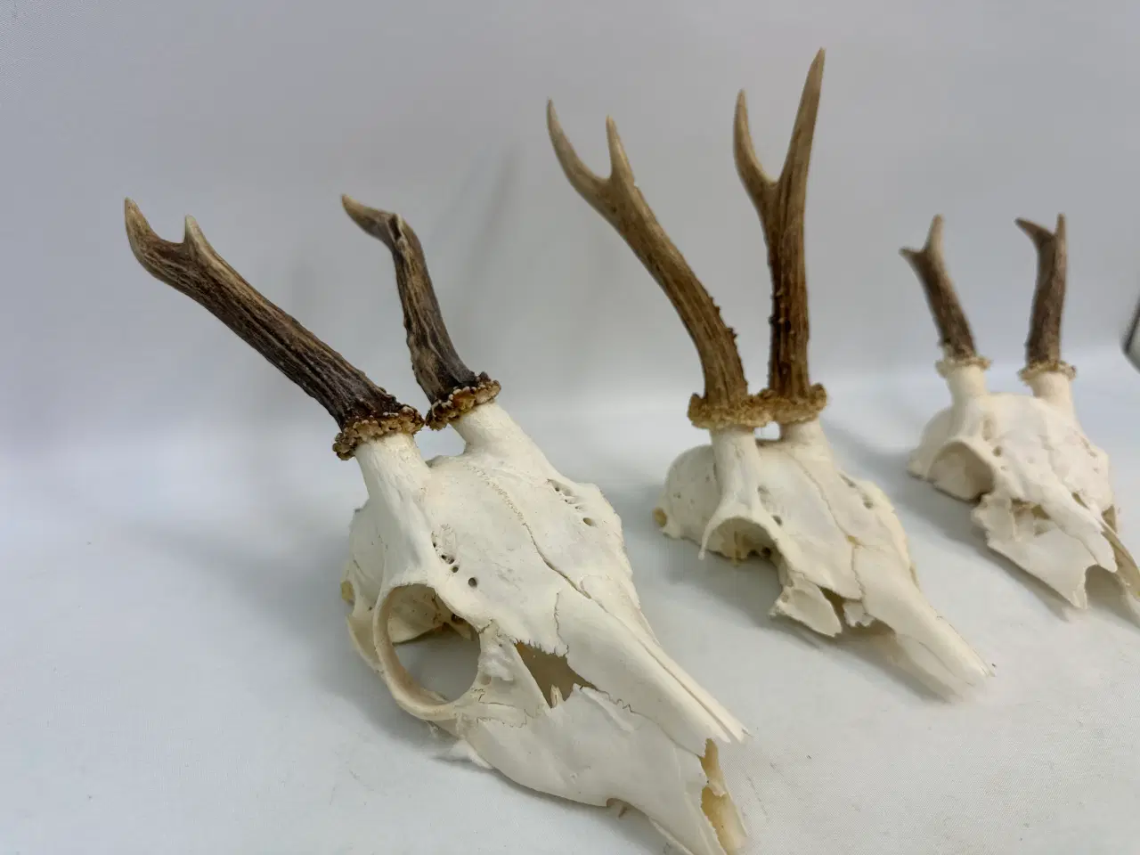 Billede 1 - 3 stk. gevirer