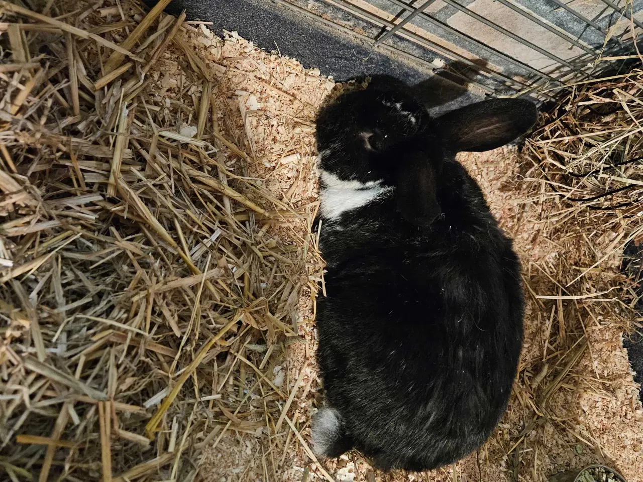 Billede 2 - 2 søde kanin drenge 