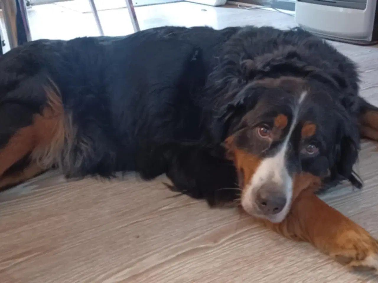 Billede 3 - Golden mountain dog.