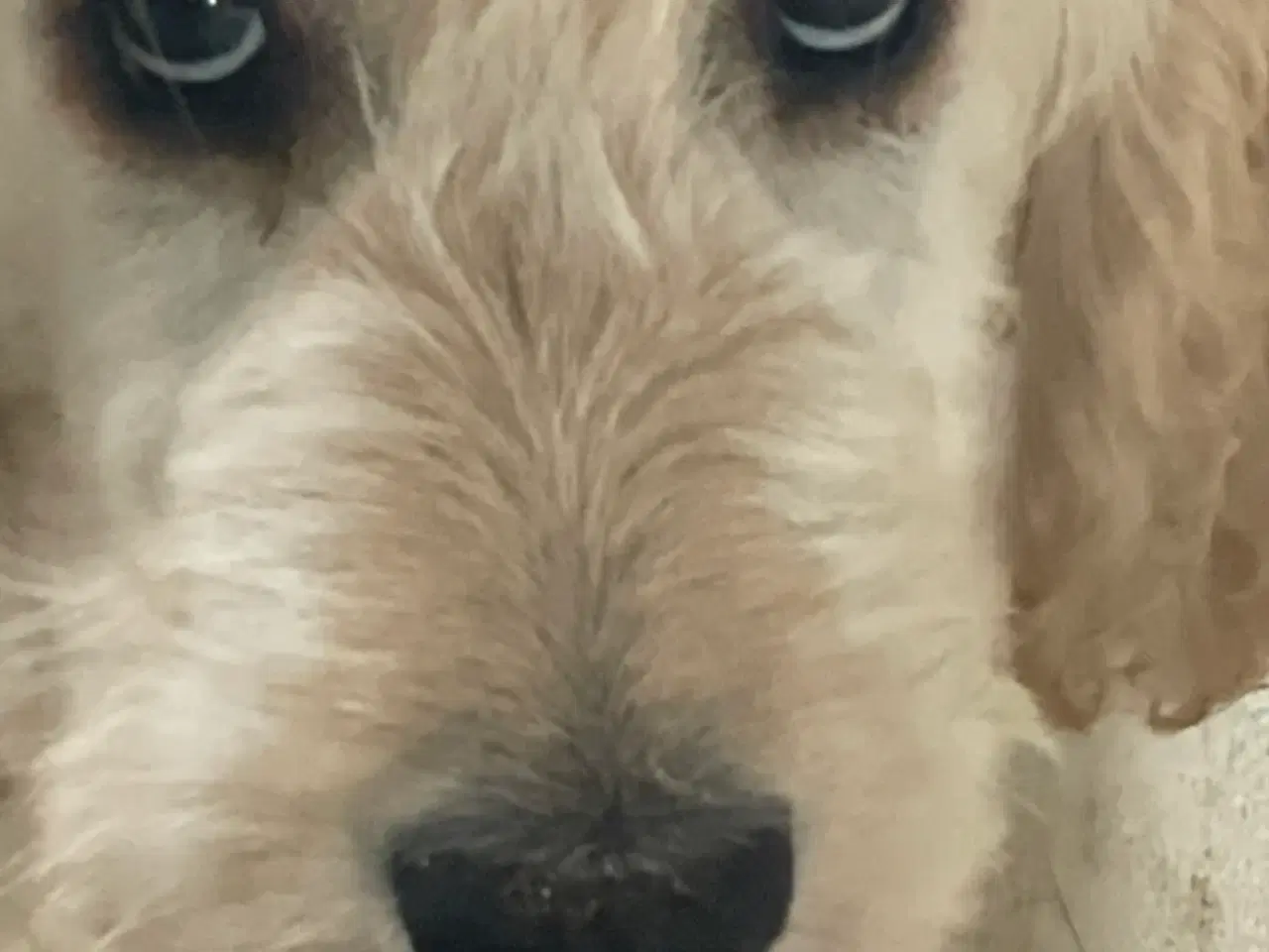 Billede 6 - GoldenDoodle hvalp - dreng