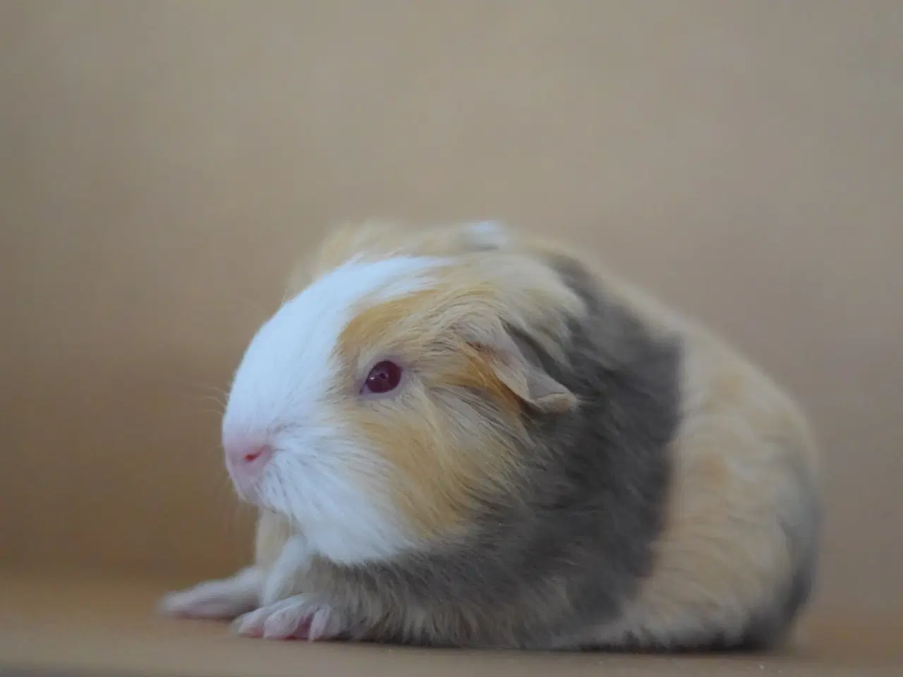 Billede 1 - Marsvin Sheltie