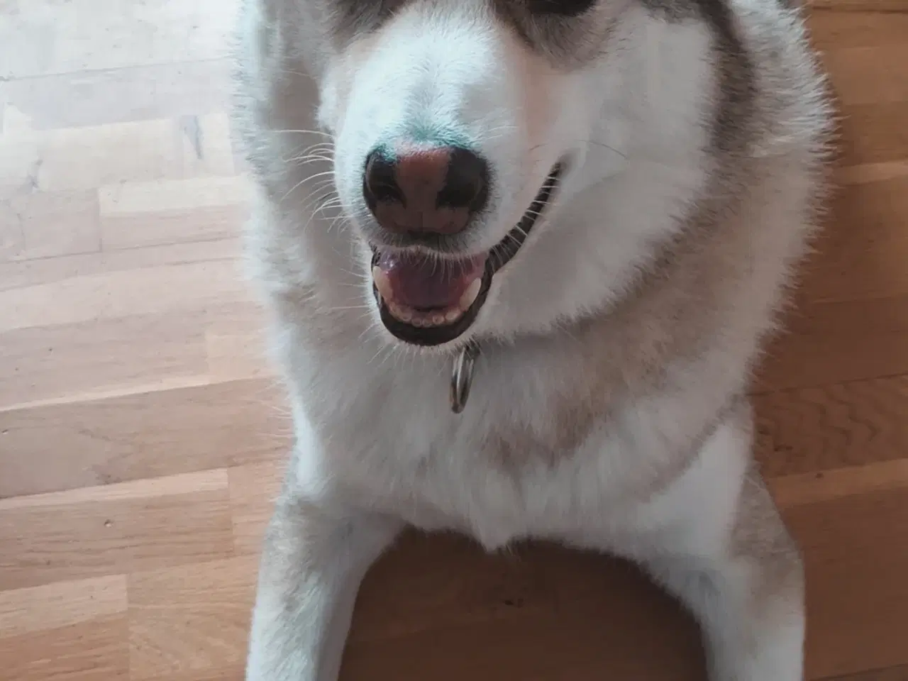 Billede 2 - Verdens sødeste Husky dreng