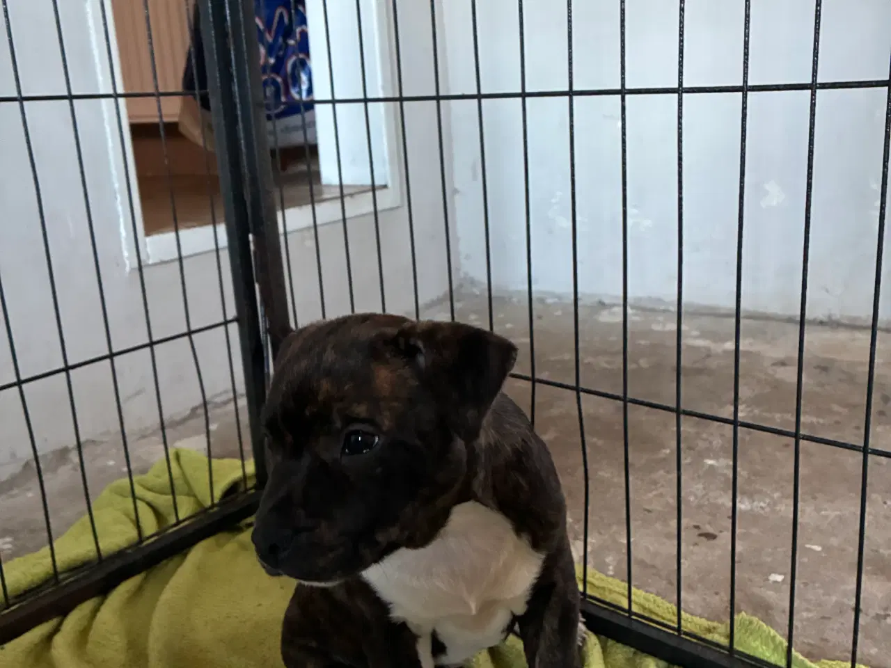 Billede 4 - Staff tæve 12 uger sidste tilbage