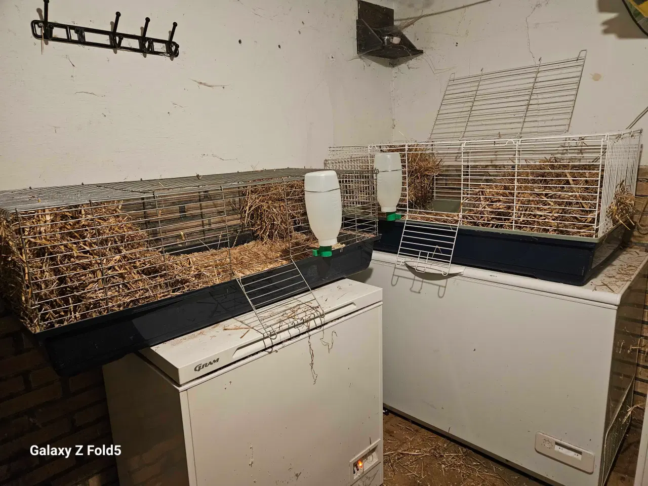 Billede 1 - 2 søde kanin drenge 