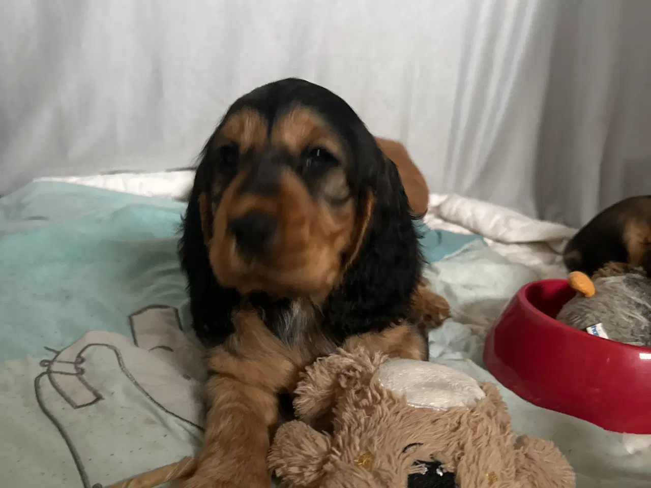 Billede 1 - Cocker spaniel 