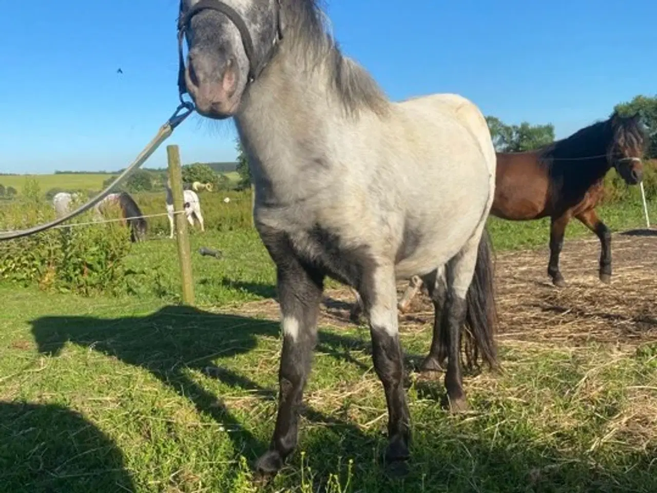 Billede 2 - Speciel og lækker hingst søger nyt hjem