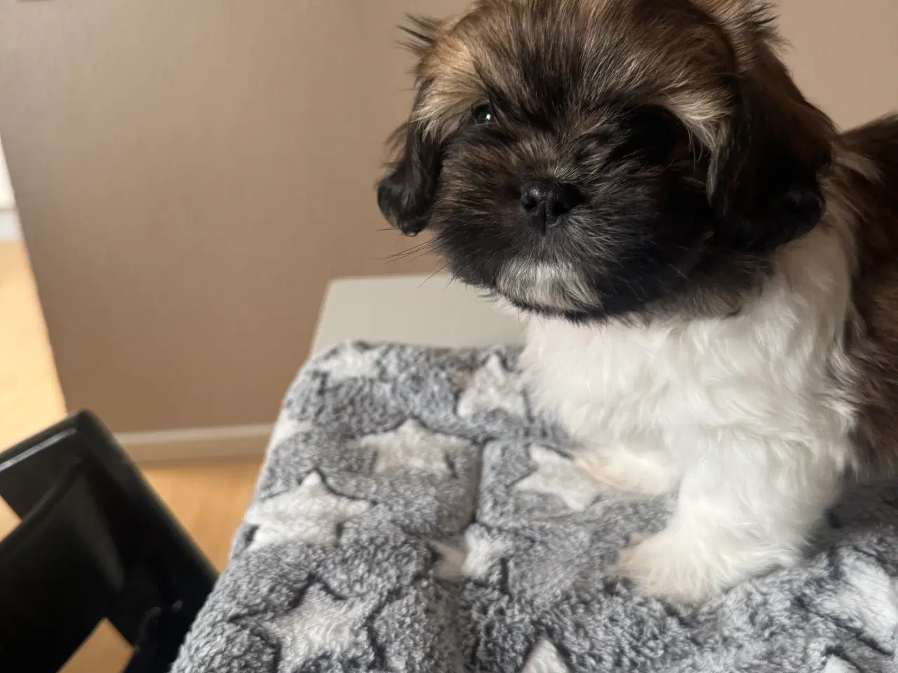 Billede 4 - Hundehvalpe. Shih tzu/tibetansk spaniel.