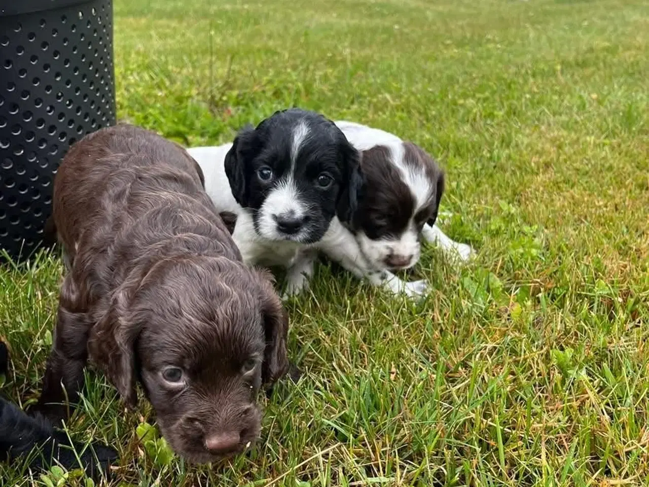 Billede 5 - Ft cocker spaniels hundehvalpe