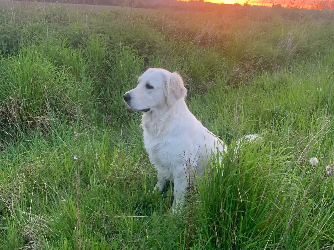 Billede 2 - Golden Retriever hvalpe 