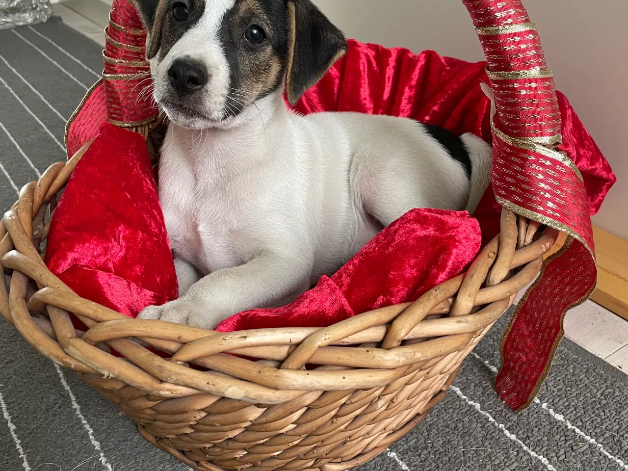 Billede 7 - Dansk svensk Gårdhunde hvalpe