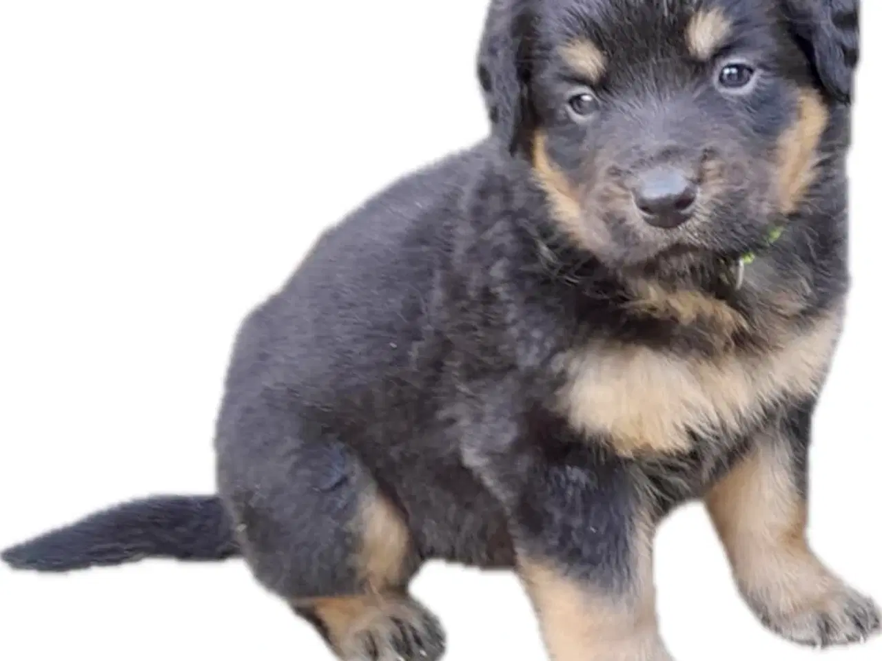 Billede 4 - Rottweiler hvalpe må rejse 20 Juni 2025