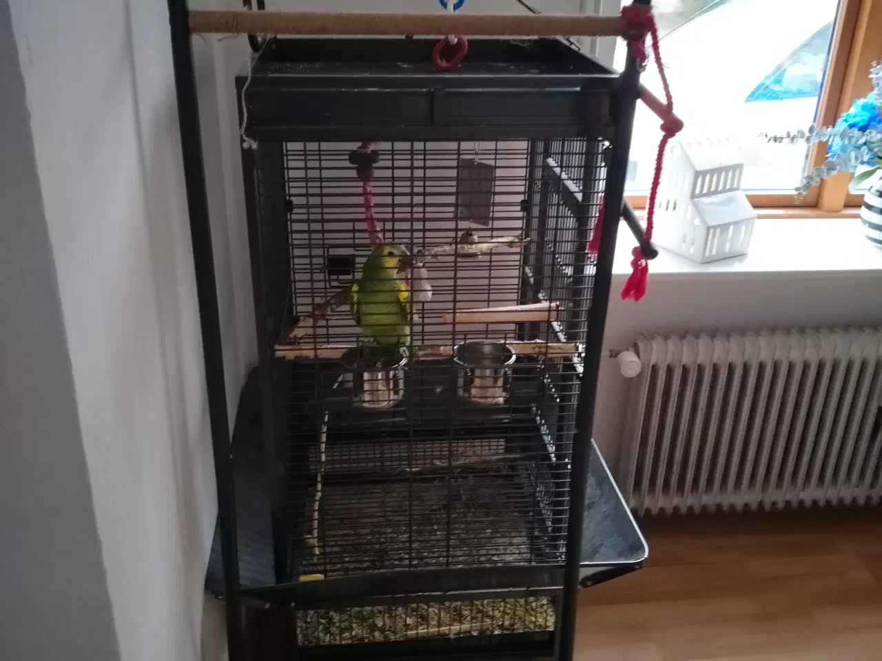 Billede 3 - Blåpandet Amazone sælges