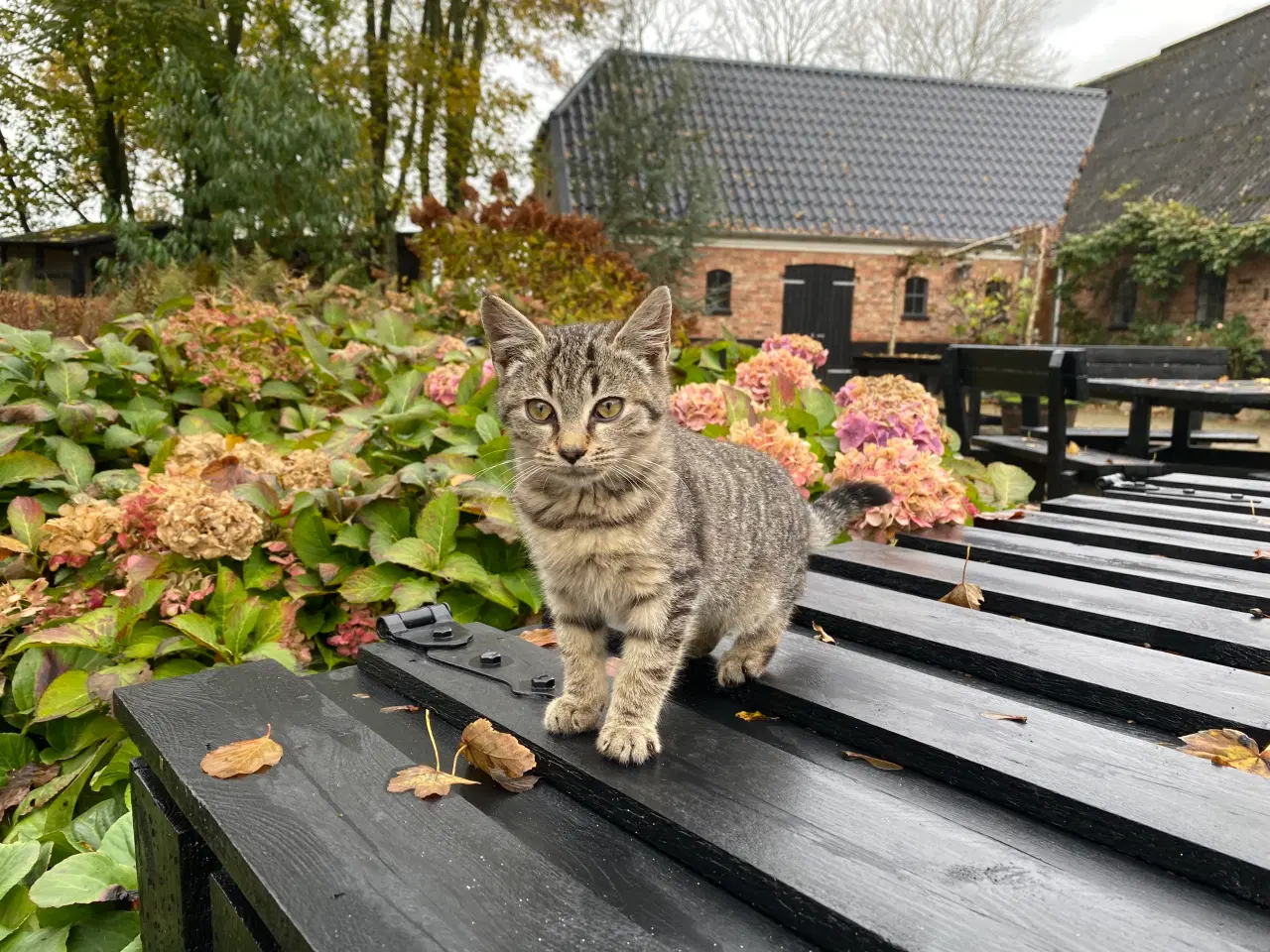 Billede 2 - Super søde kattekillinger.