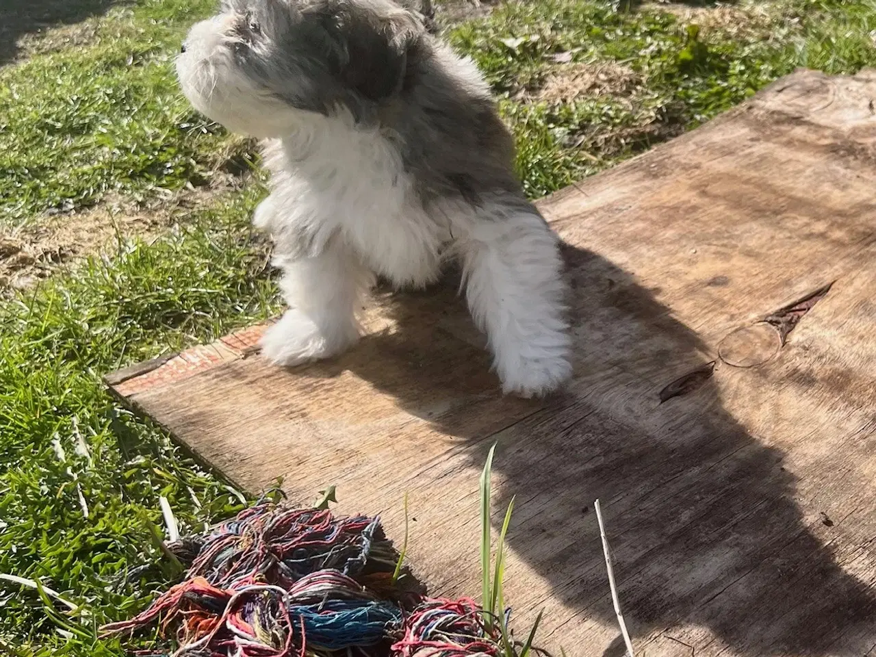 Billede 15 - Skønneste og gladeste tævehvlap