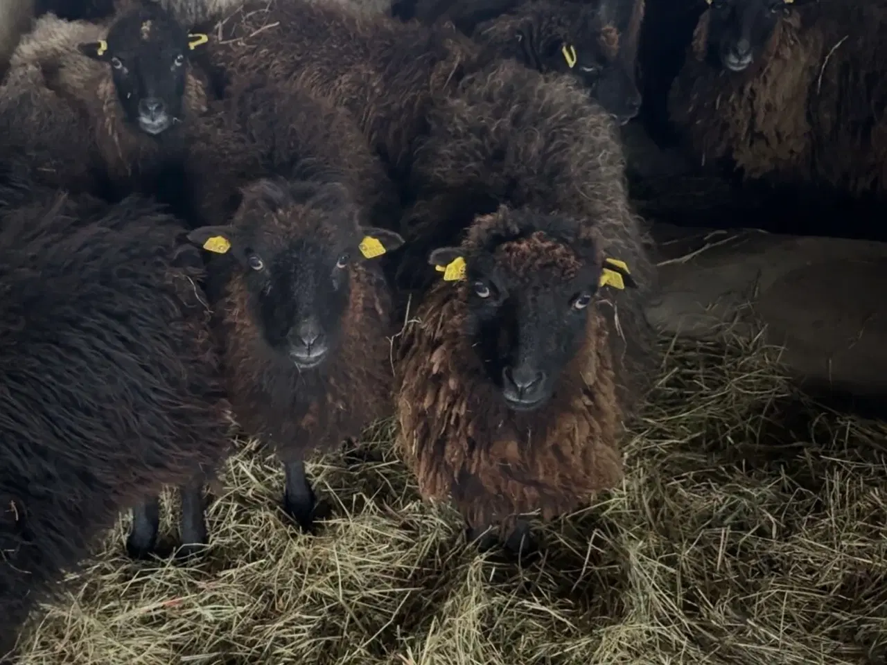 Billede 3 - 10 styks, Quessant Får