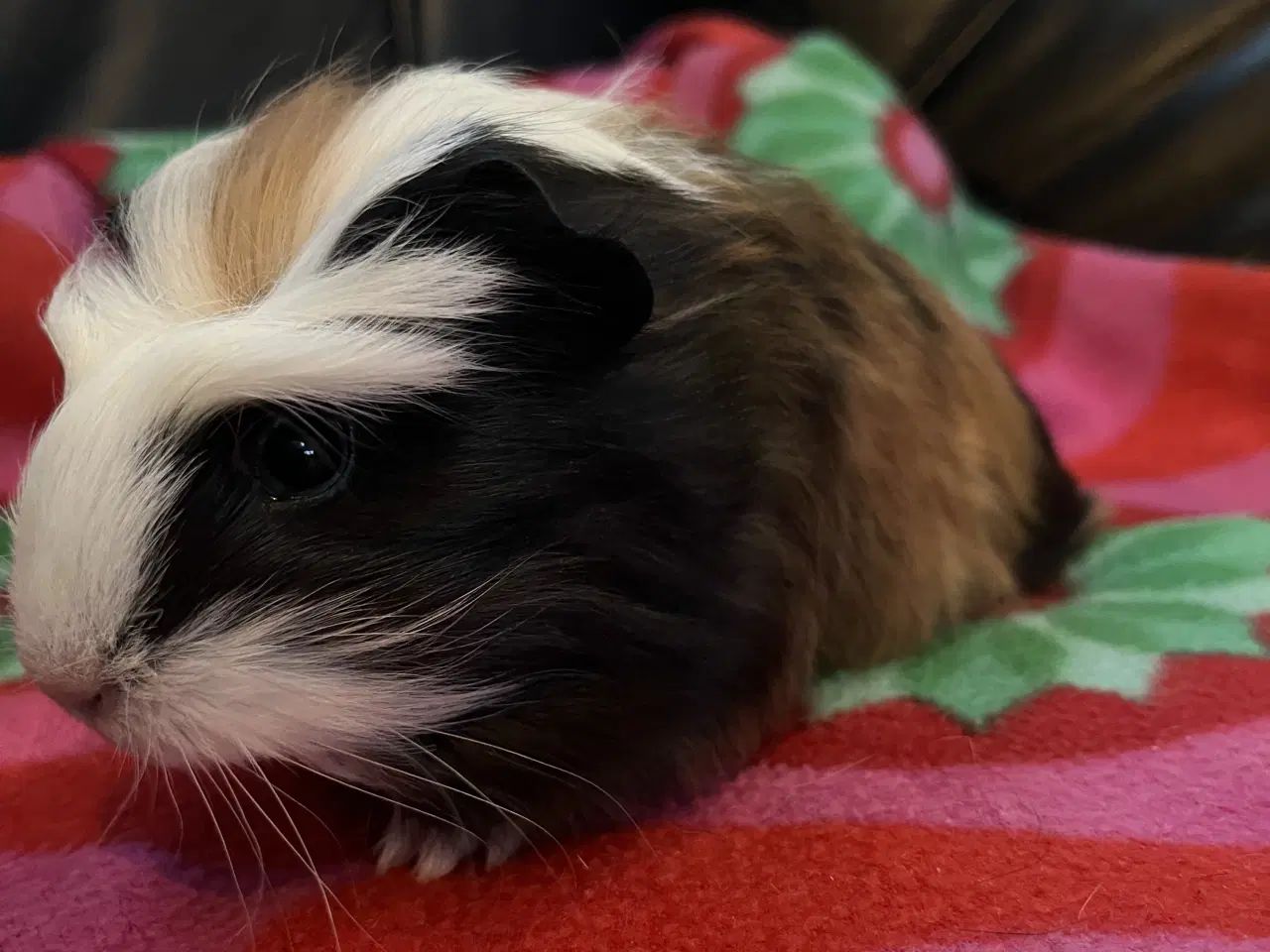 Billede 7 - Marsvin, han