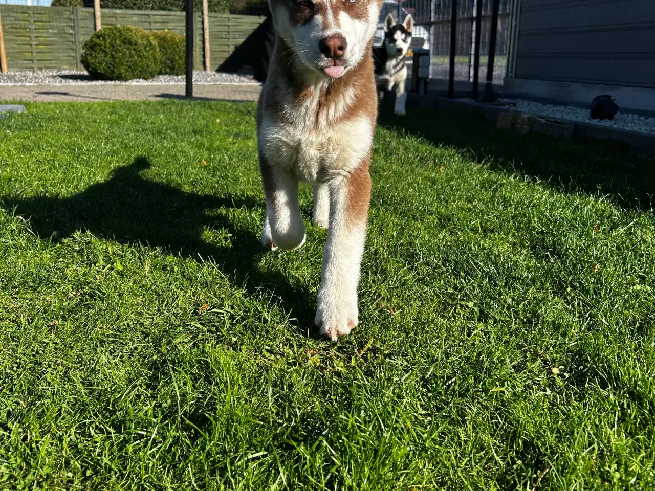 Billede 2 - Din nye husky ven venter på dig