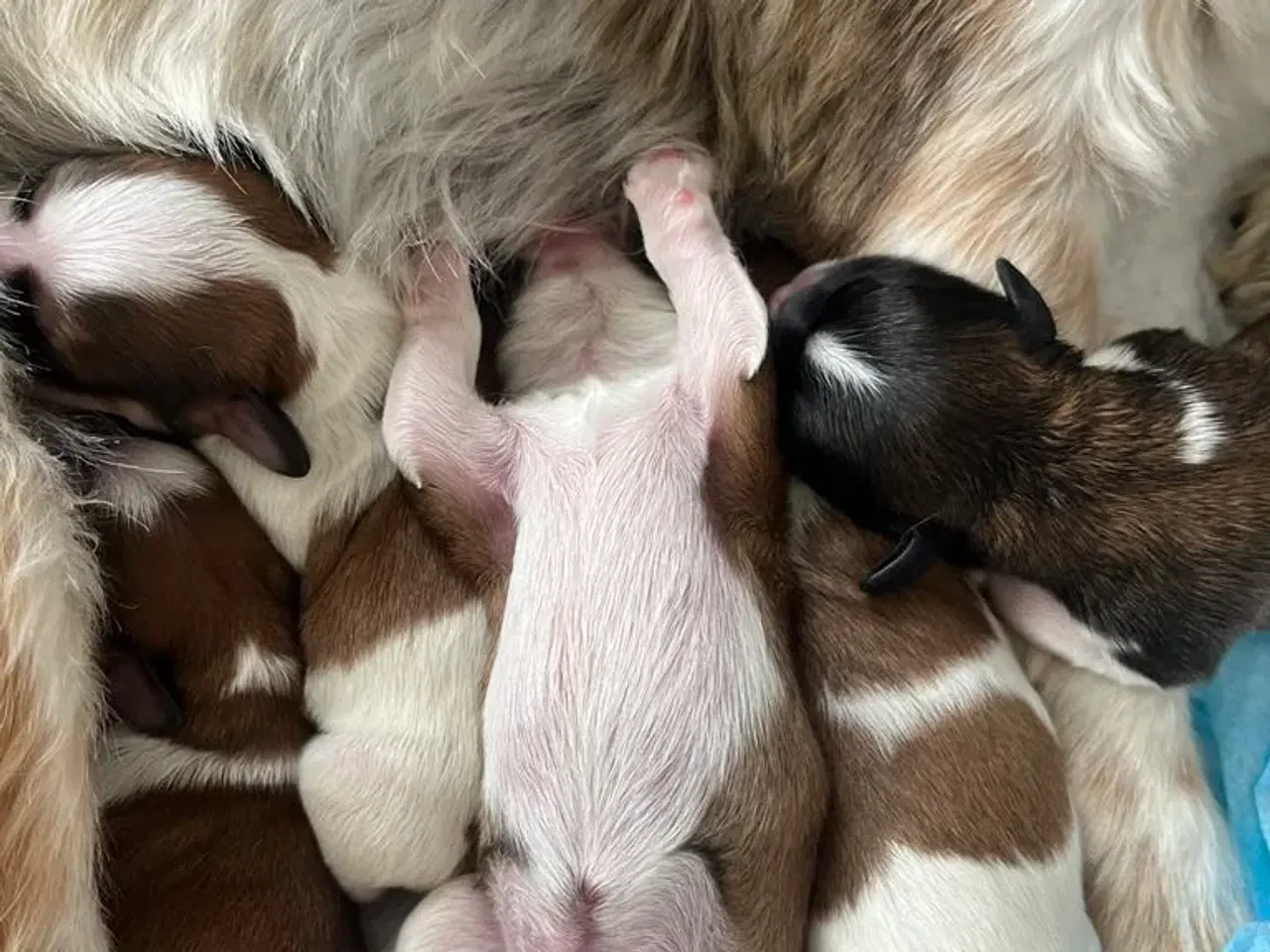 Billede 5 - Shih Tzu blanding