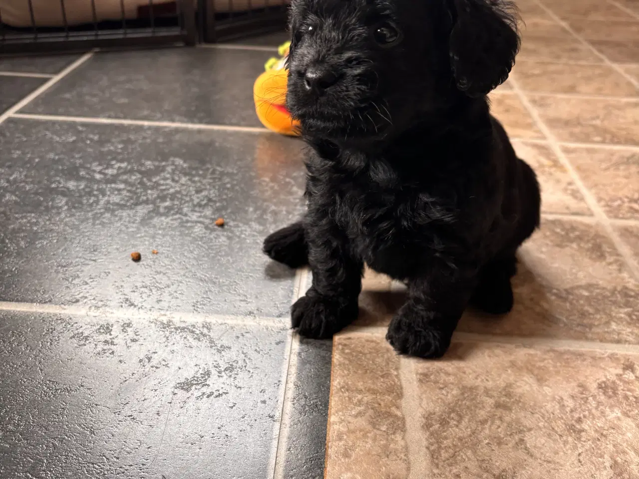 Billede 15 - Skønne Puddelblandinger💗