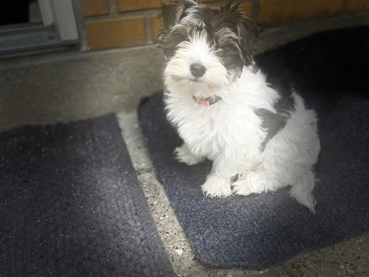 Billede 6 -  parring af Malteser /Yorkshire terrier 