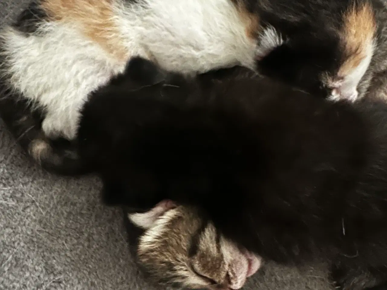 Billede 2 - Katte killinger 