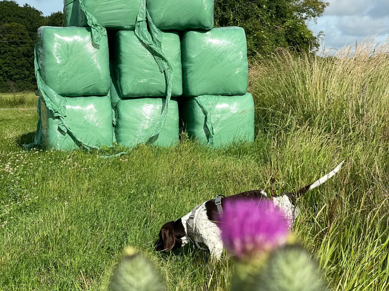 Billede 1 - Wrap fra juni 2025