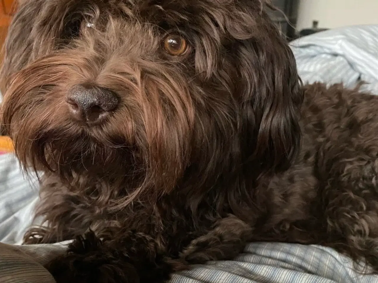 Billede 2 - Skønne familievenlige  Bichon Havanais