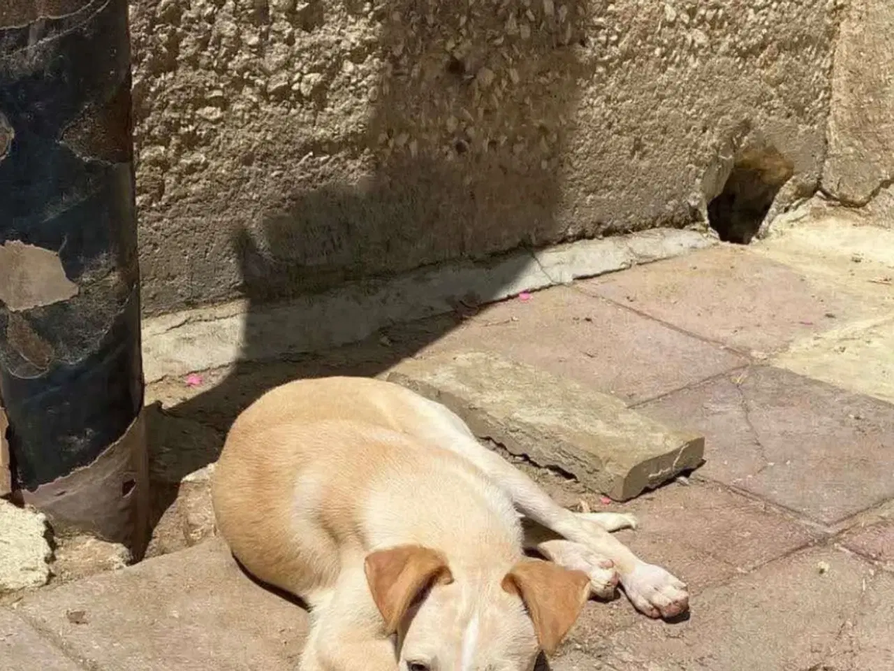 Billede 9 - Vidunderlige Lotus søger sin helt egen familie 🥰