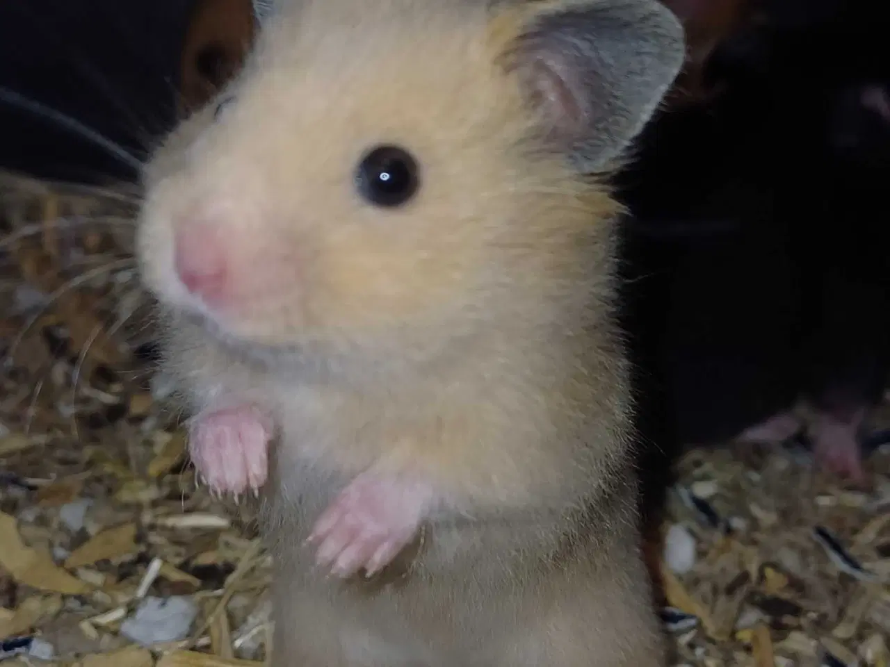 Billede 15 - Guldhamster unger