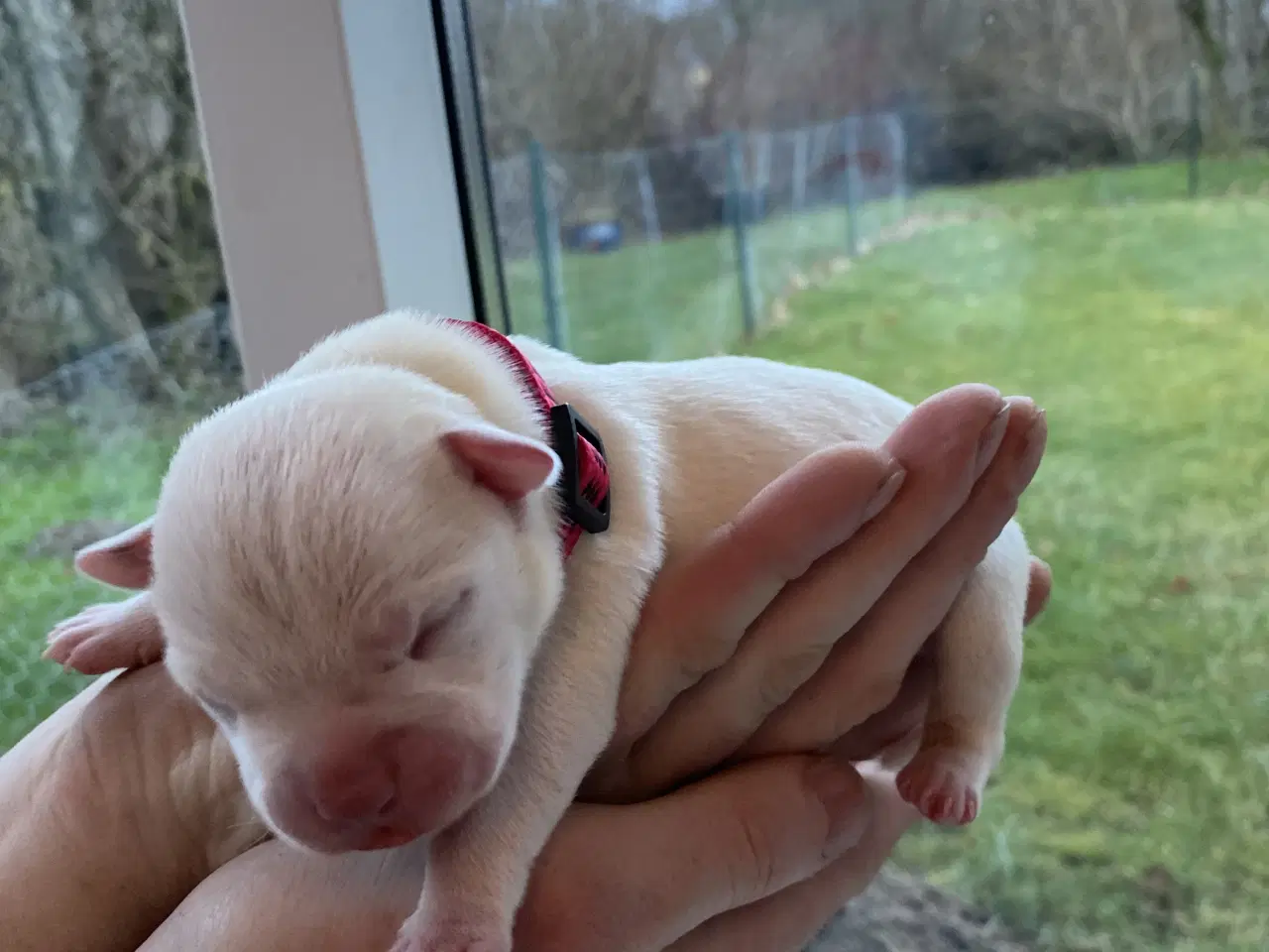 Billede 7 - American bully