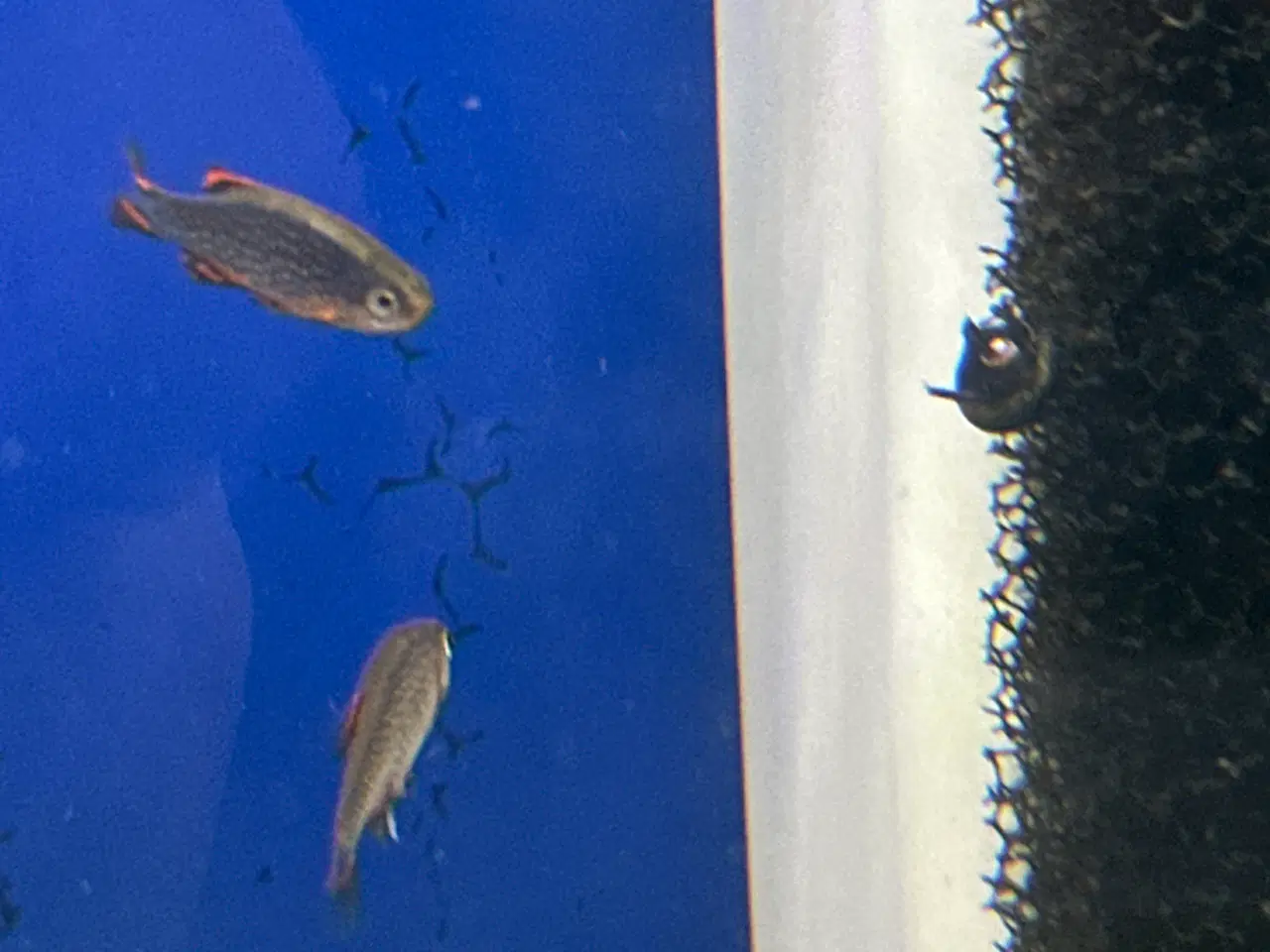 Billede 1 - Galaxy rasbora