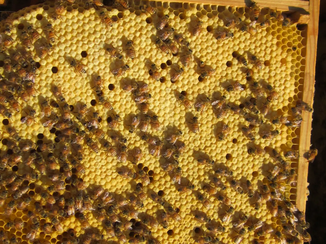 Billede 2 - Bifamilier på 12 x 10  tavler grøn voks.