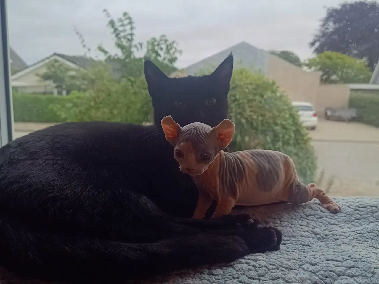 Billede 9 - Sphynx Elf kat