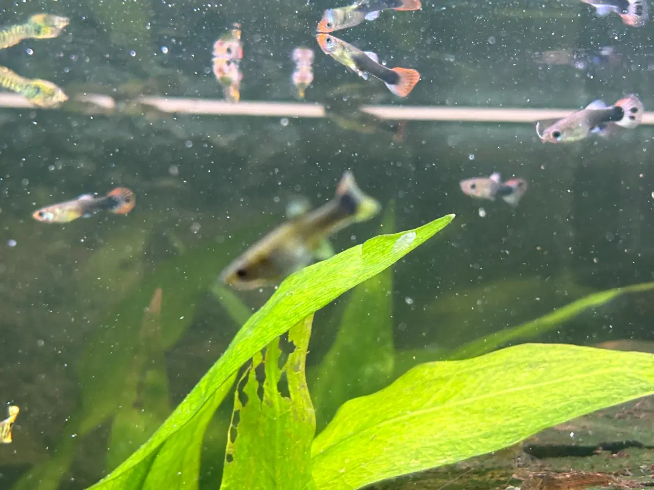 Billede 1 - Guppy