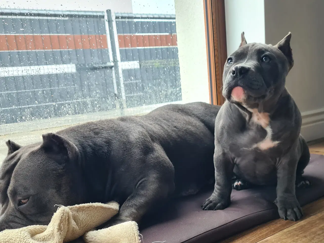 Billede 9 - American Bully Pige abkc 