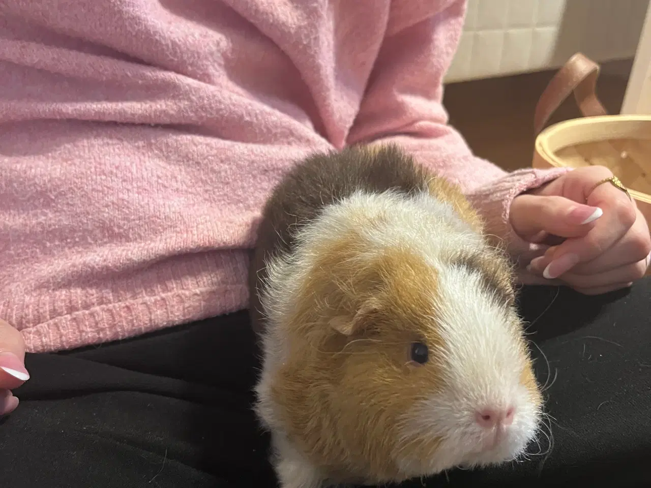 Billede 2 - Tamme marsvin søger hyggemor