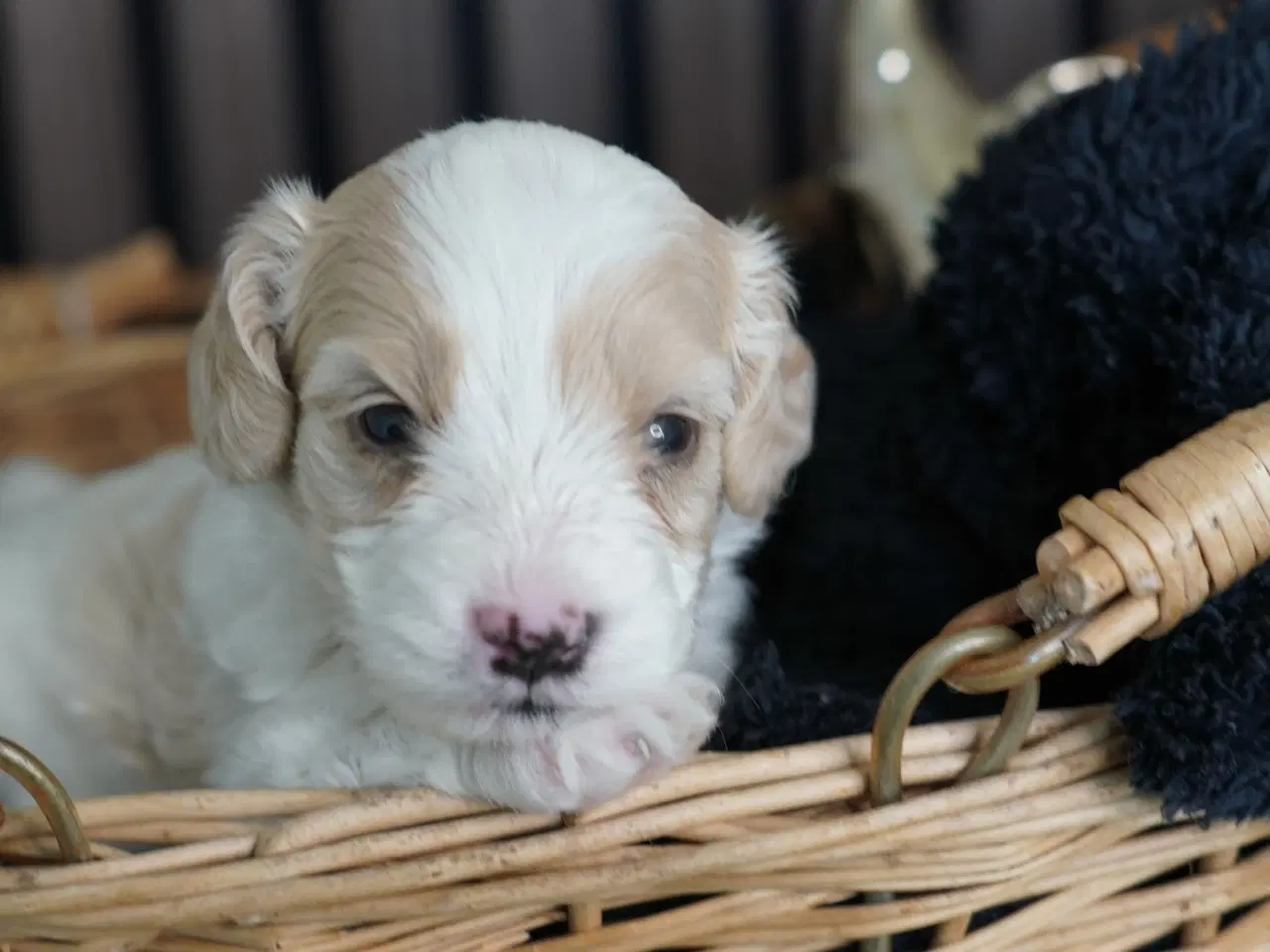 Billede 11 - Coton poo hvalpe